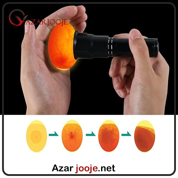کندلینگ تخم نطفه دار