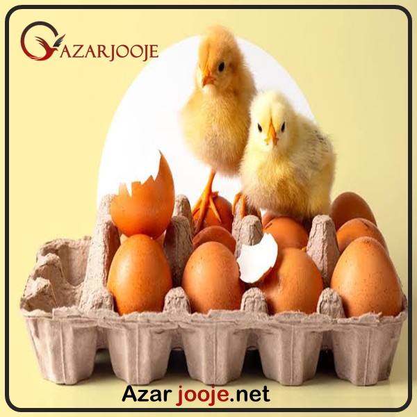 تخم نطفه دار را از کجا تهیه کنیم ؟