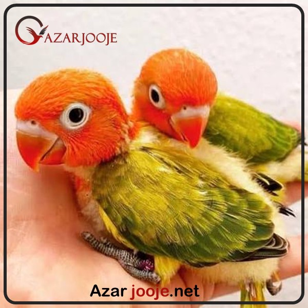 جوجه طوطی برزیلی