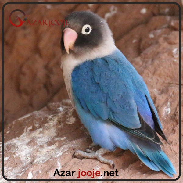 طوطی برزیلی