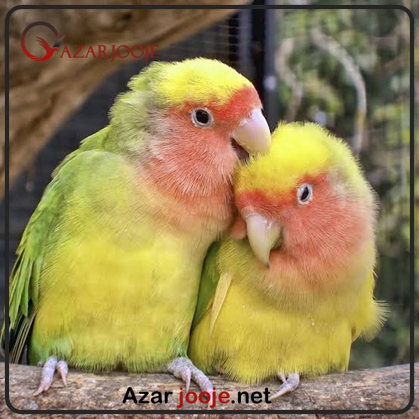 پرورش طوطی برزیلی